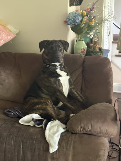 picture of the dog needing adoption