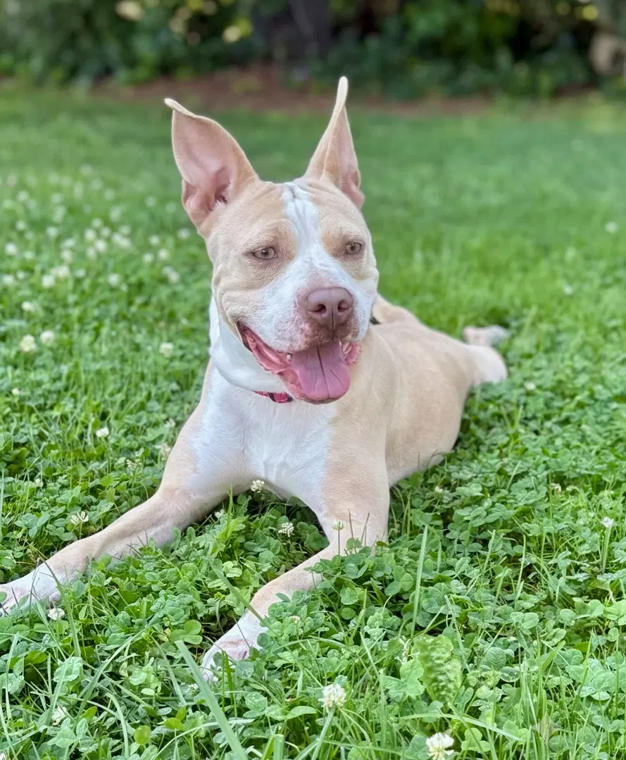 Didi - American Pit Bull Terrier