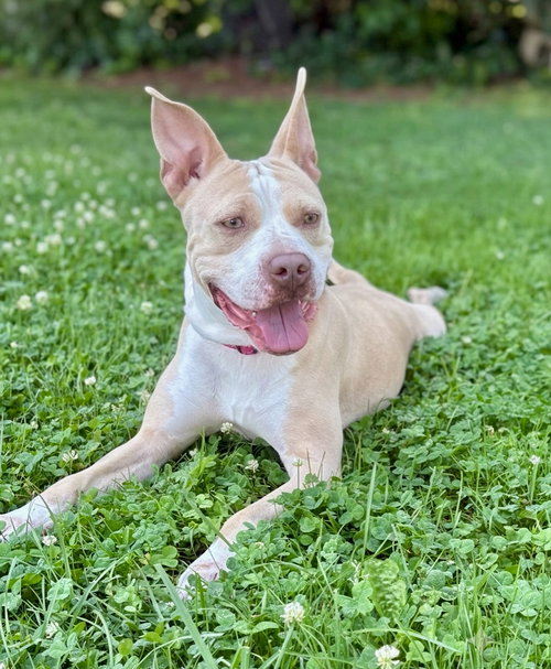 picture of the dog needing adoption
