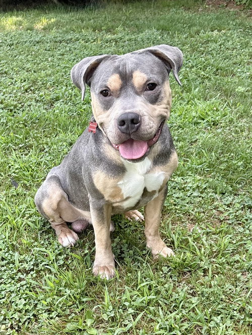 picture of the dog needing adoption