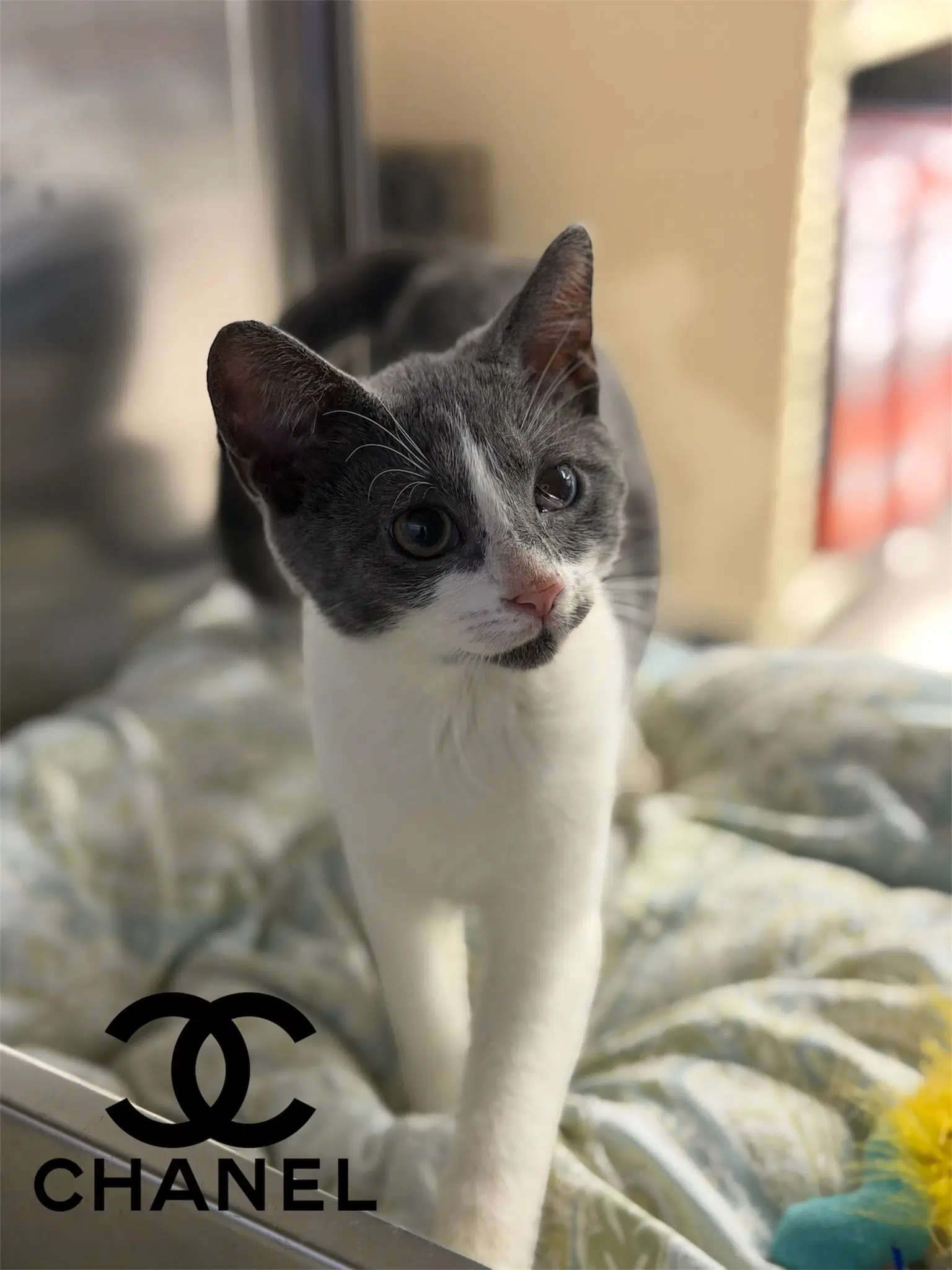 Chanel - Domestic Short Hair