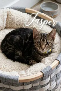 Jasper - Domestic Short Hair