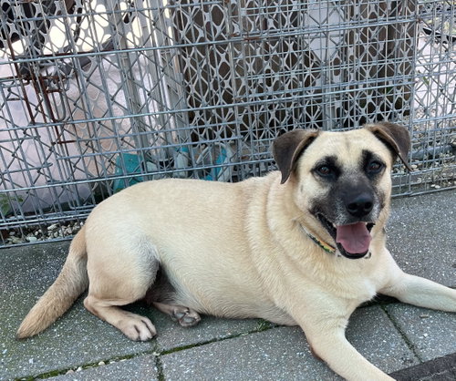 picture of the dog needing adoption