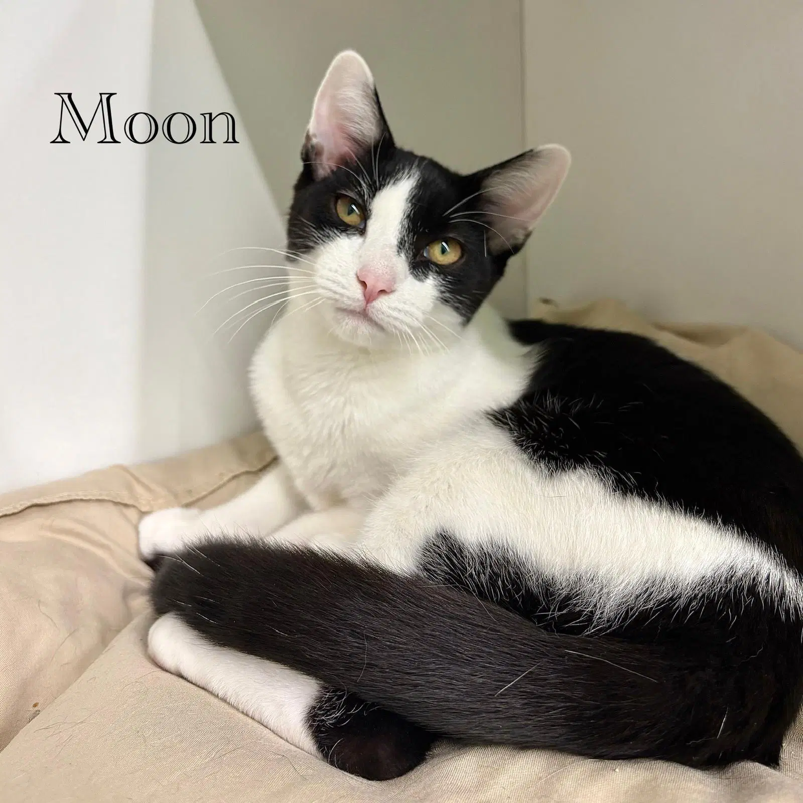 Moon - Domestic Short Hair