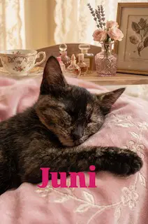 Juni image 2