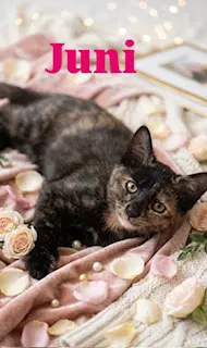 Juni - Tortoiseshell