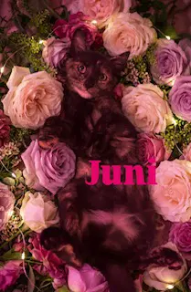 Juni image 3