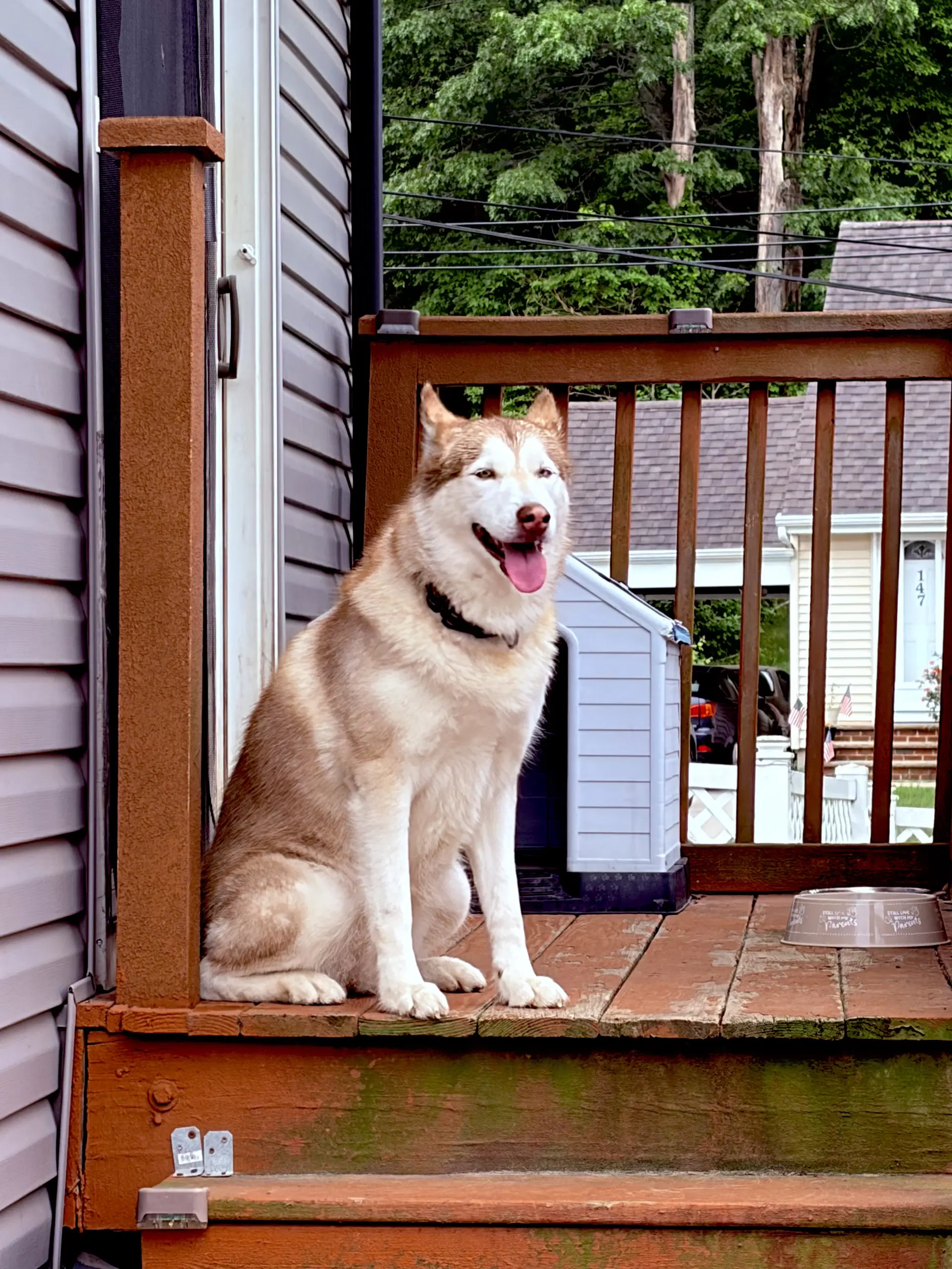 Skye - Husky