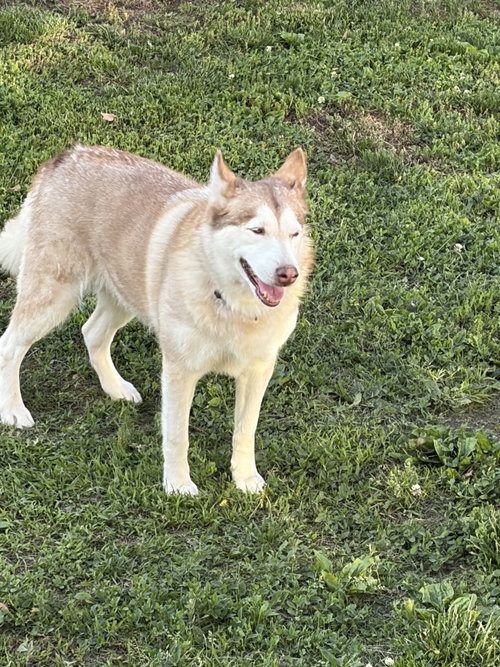 Skye, photo 3