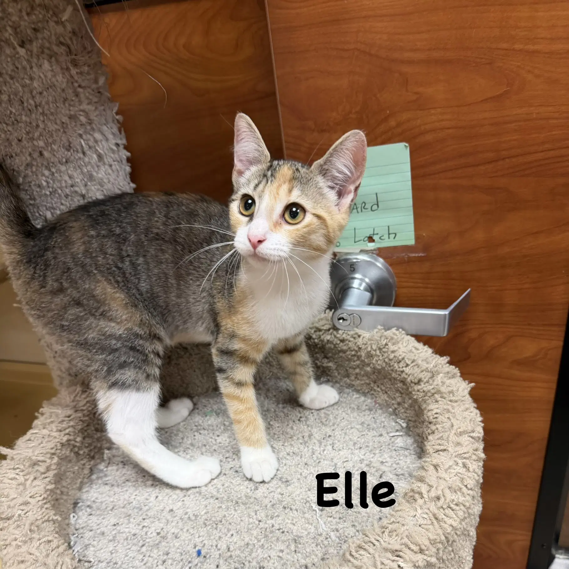 Jane - Domestic Short Hair