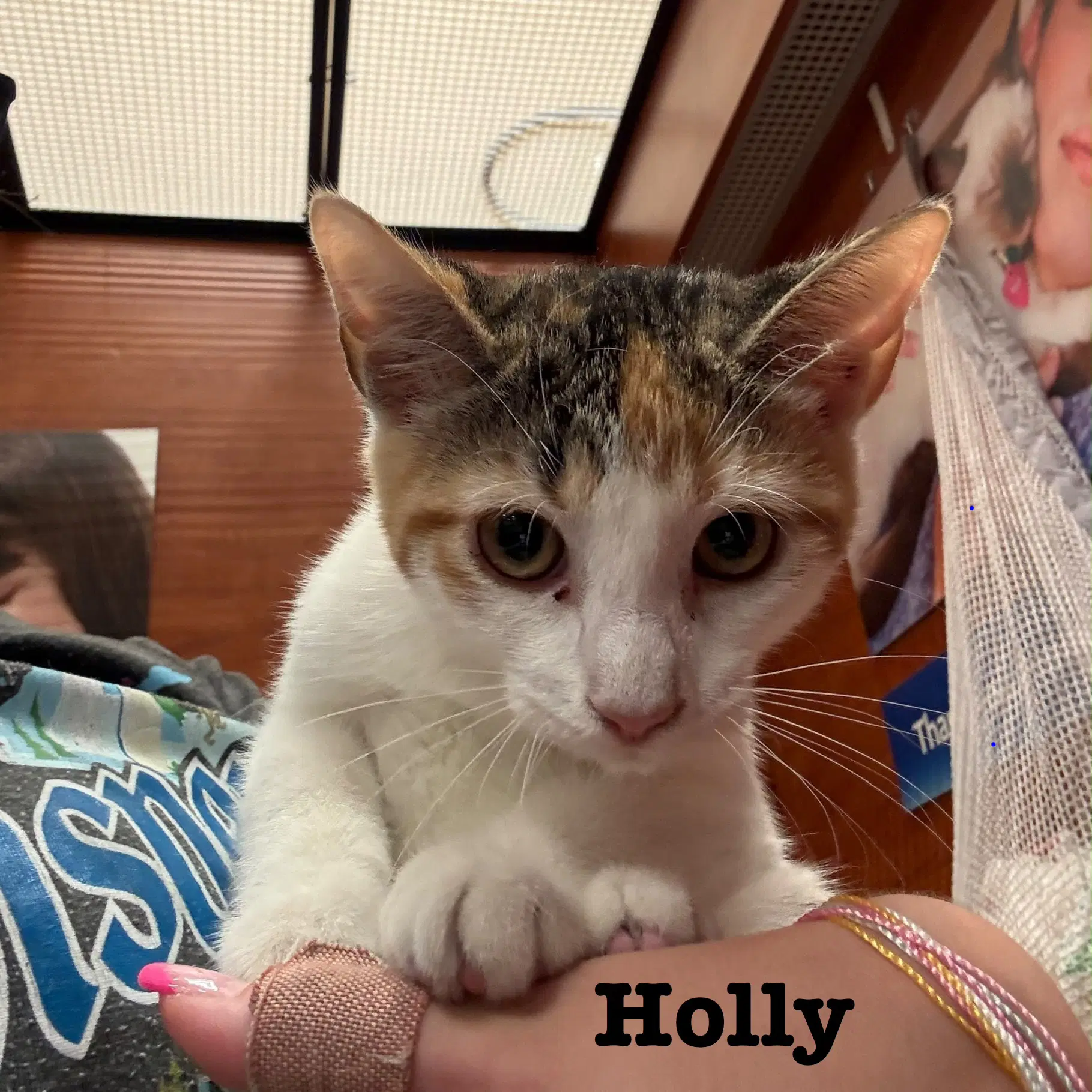 Holly - Domestic Short Hair