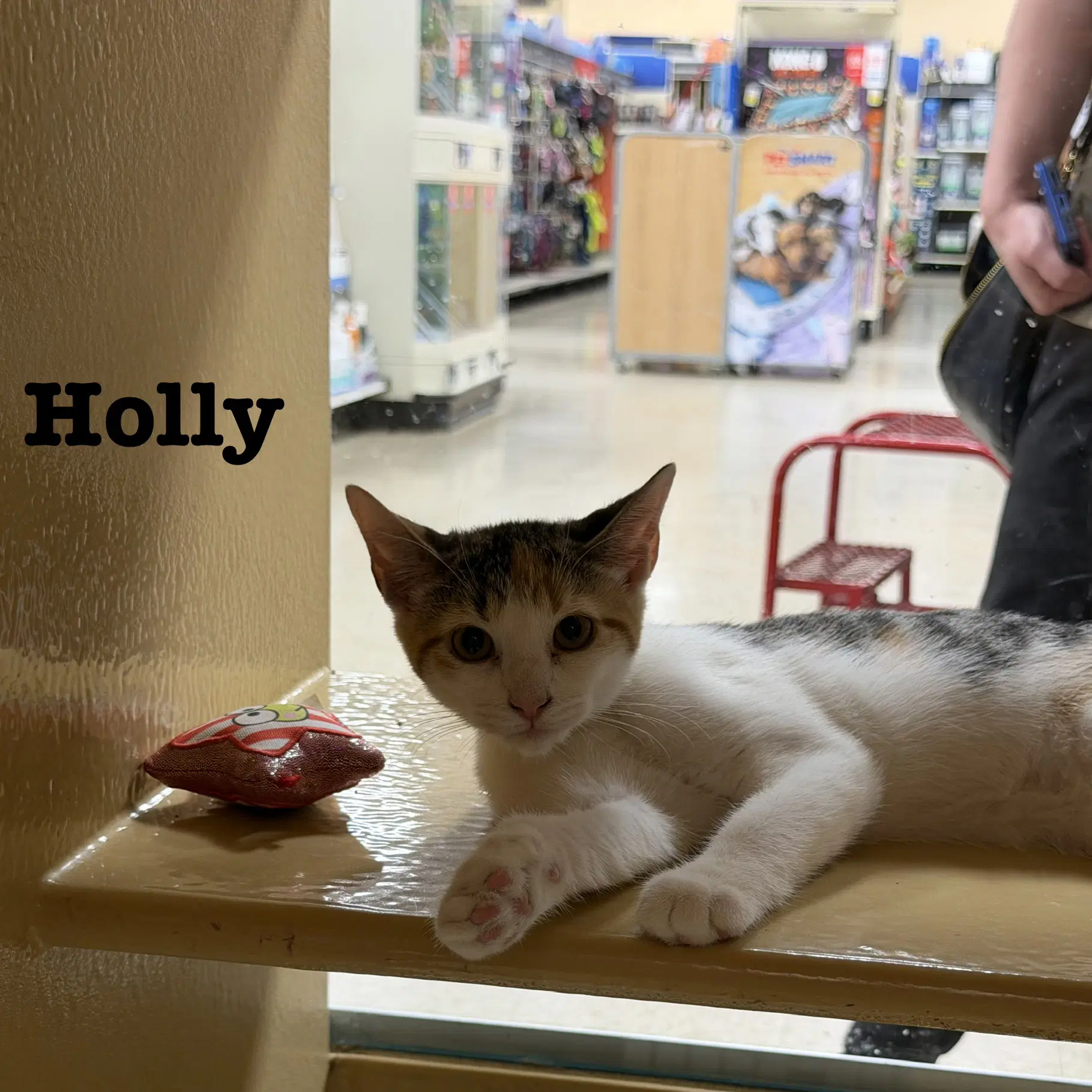Holly image 2