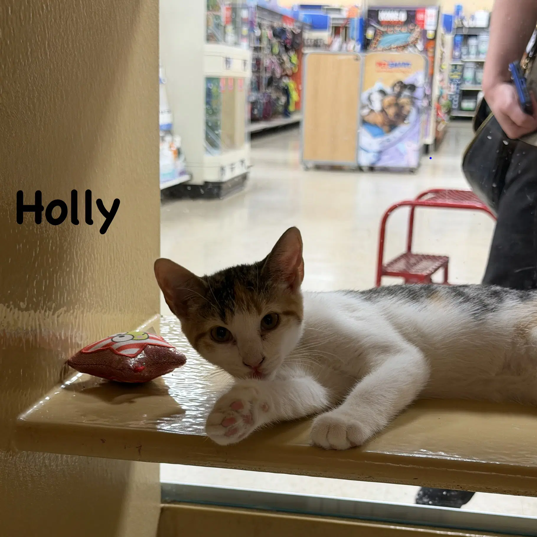 Holly image 3