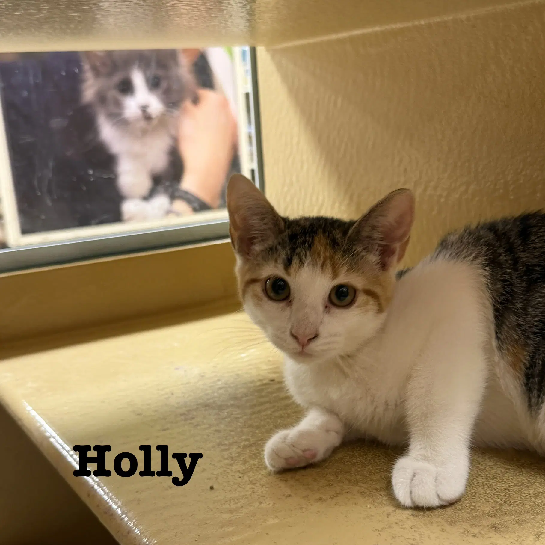 Holly image 4