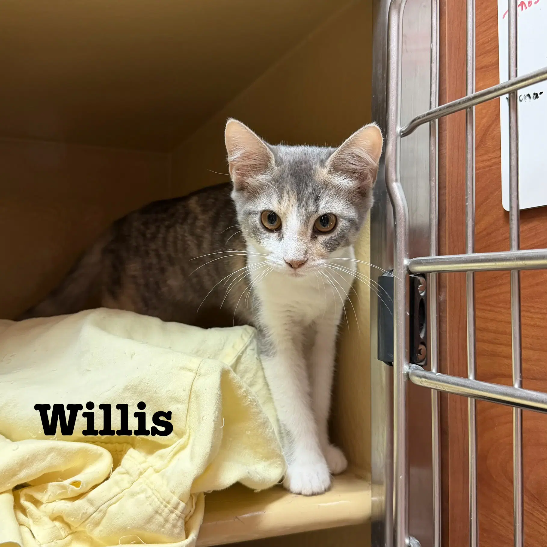 Vecna - Domestic Short Hair