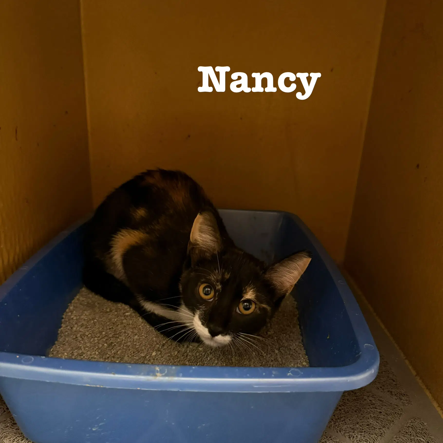 Nancy - Tortoiseshell