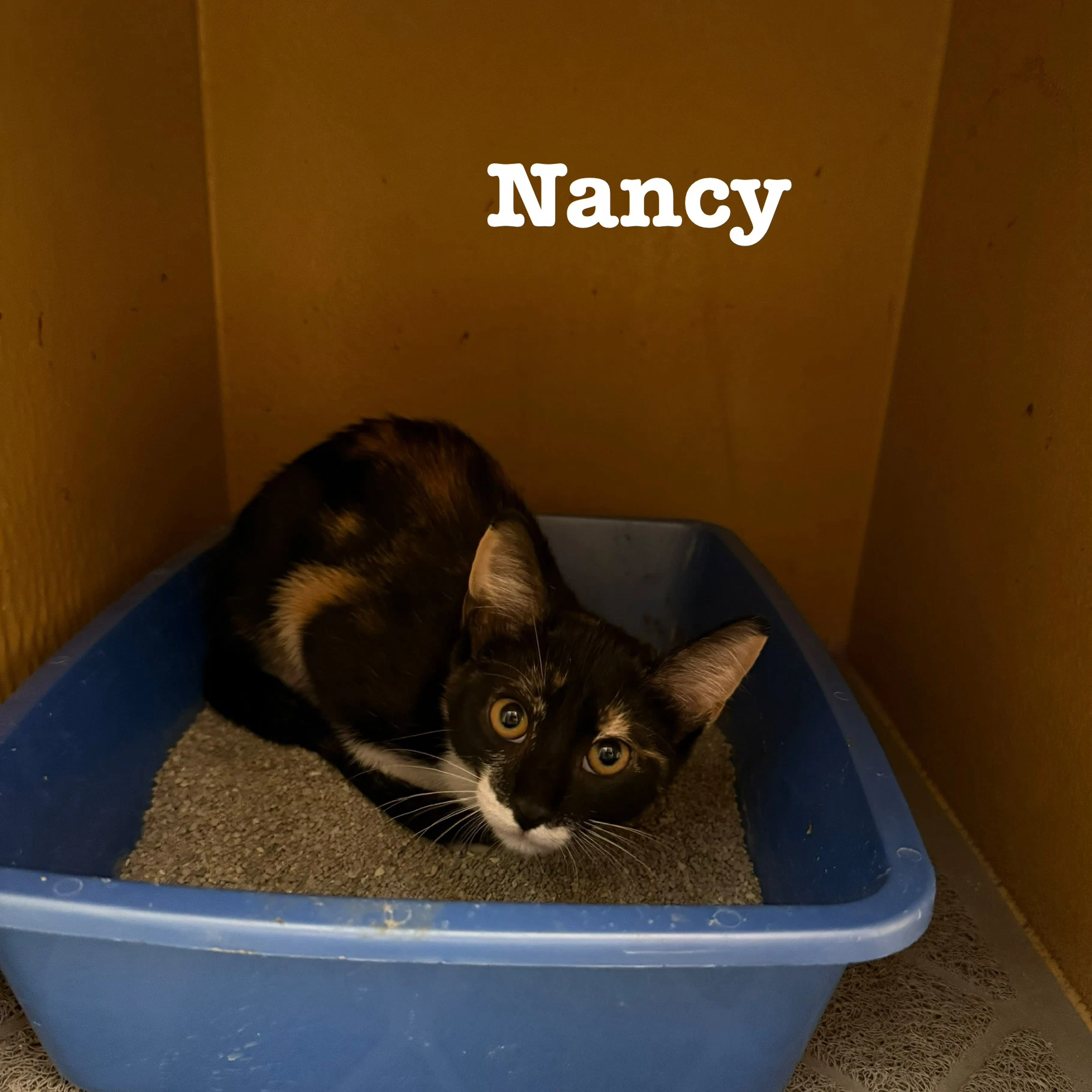 Nancy