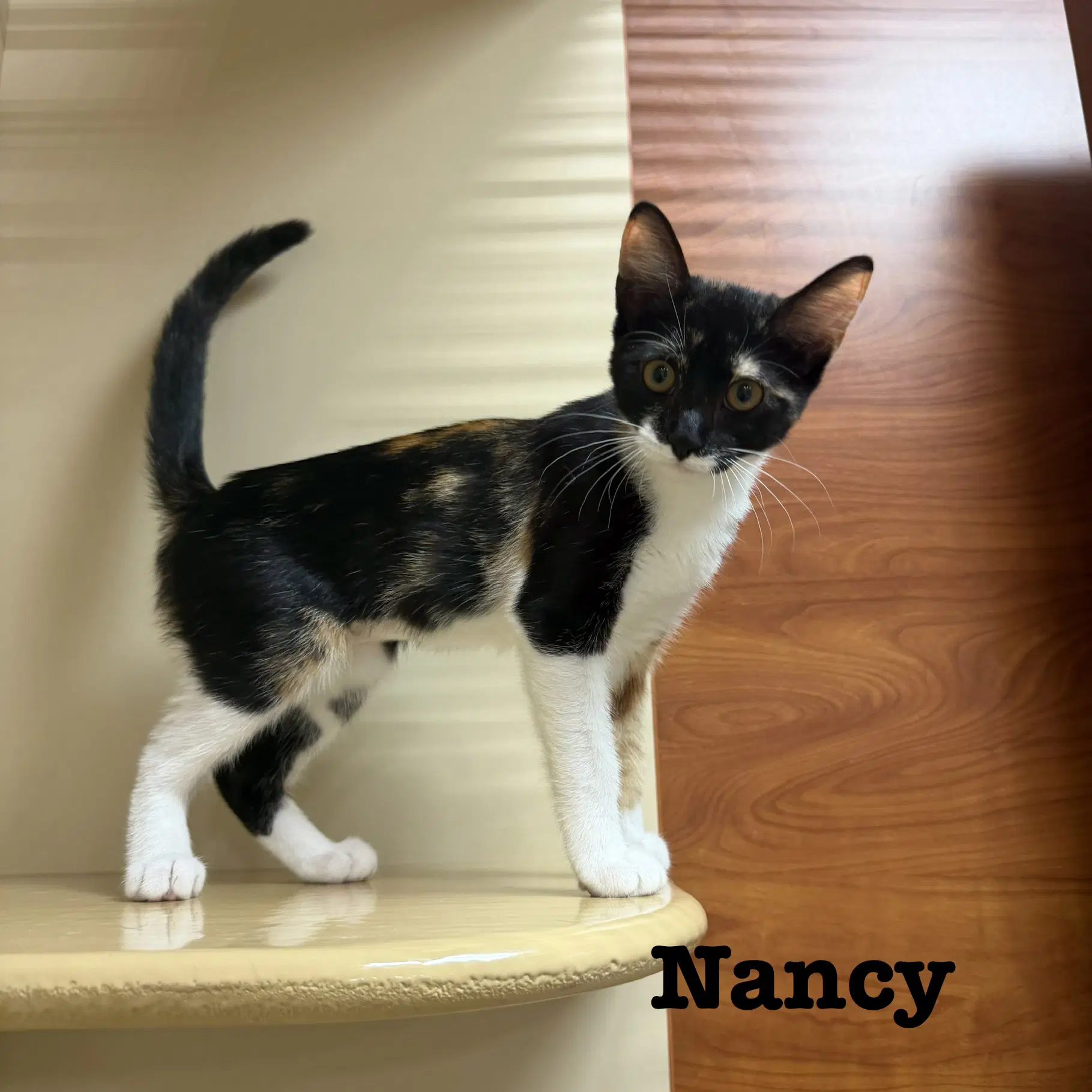 Nancy image 2