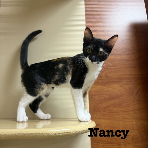 picture of the cat needing adoption