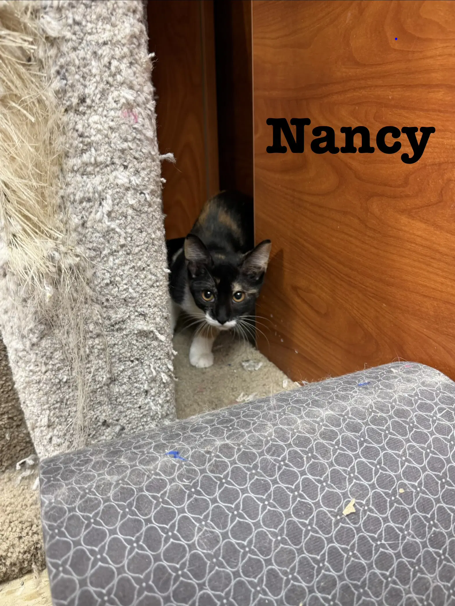 Nancy image 4