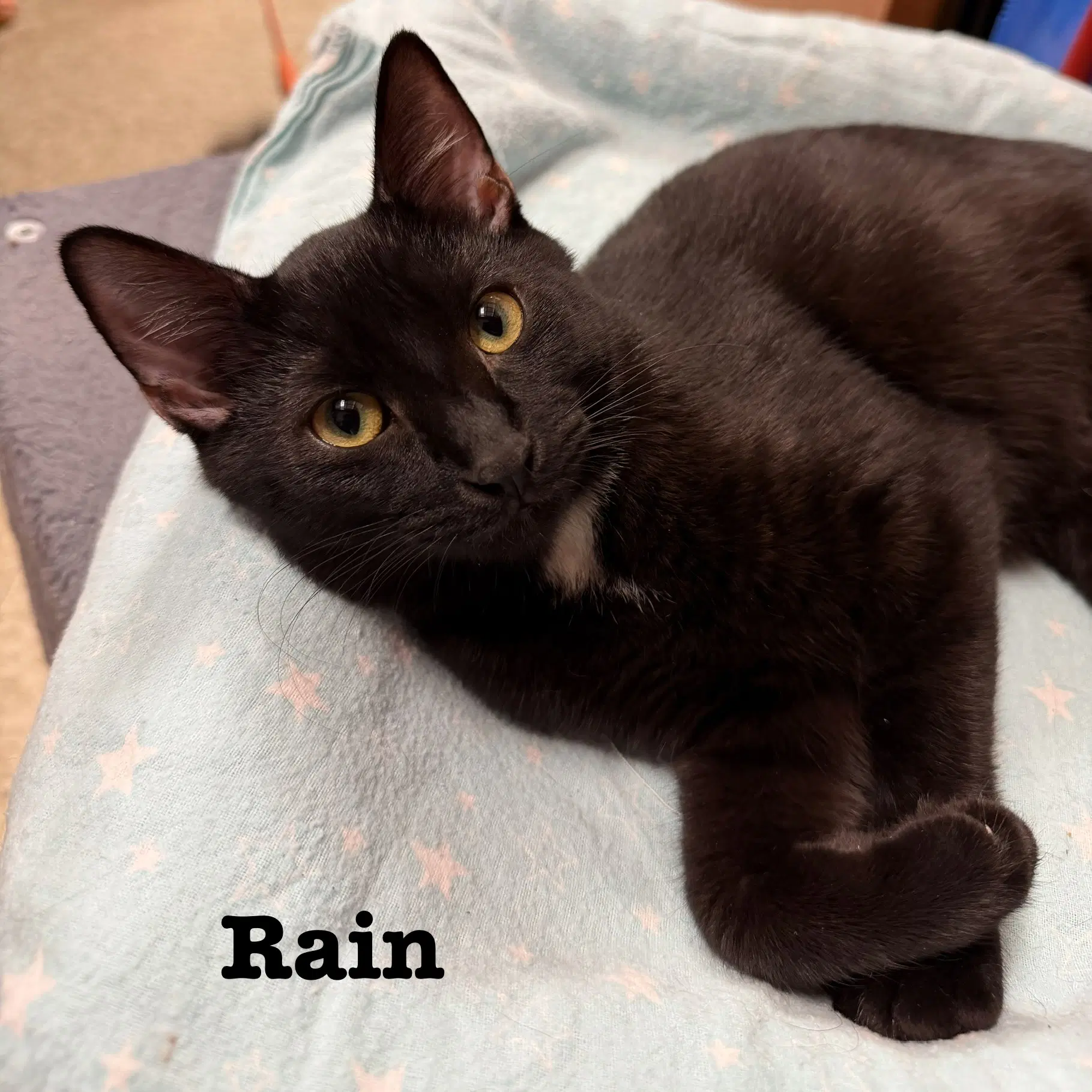 Rain - Domestic Short Hair
