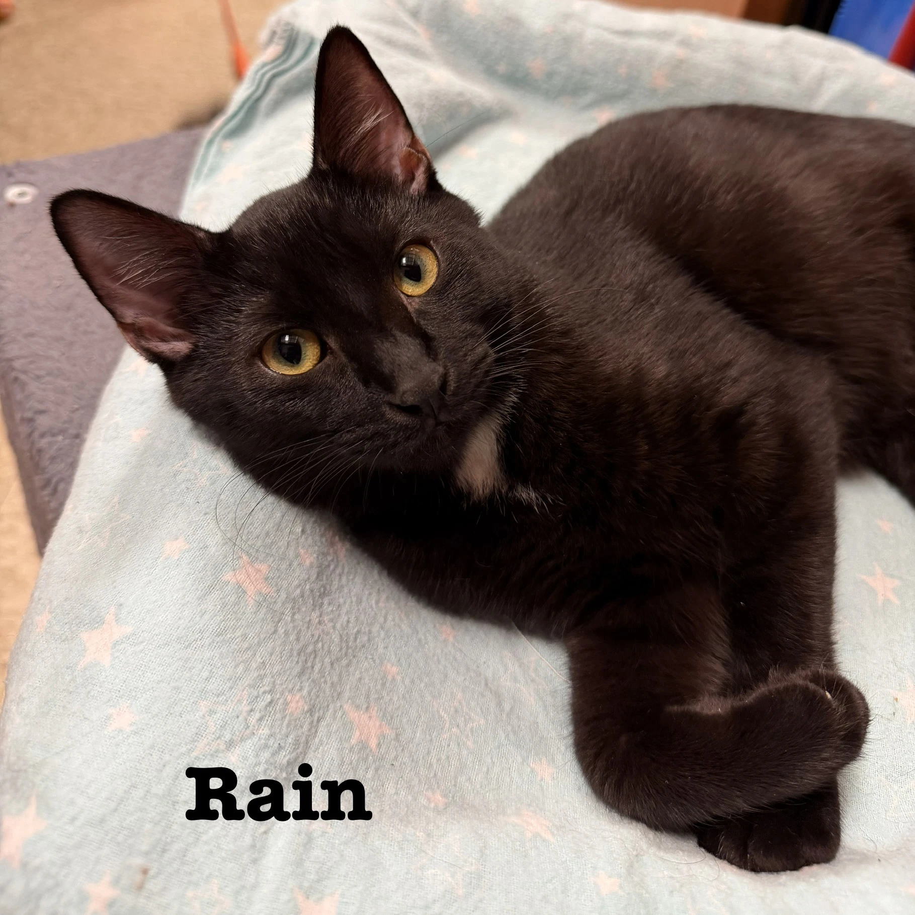 Rain