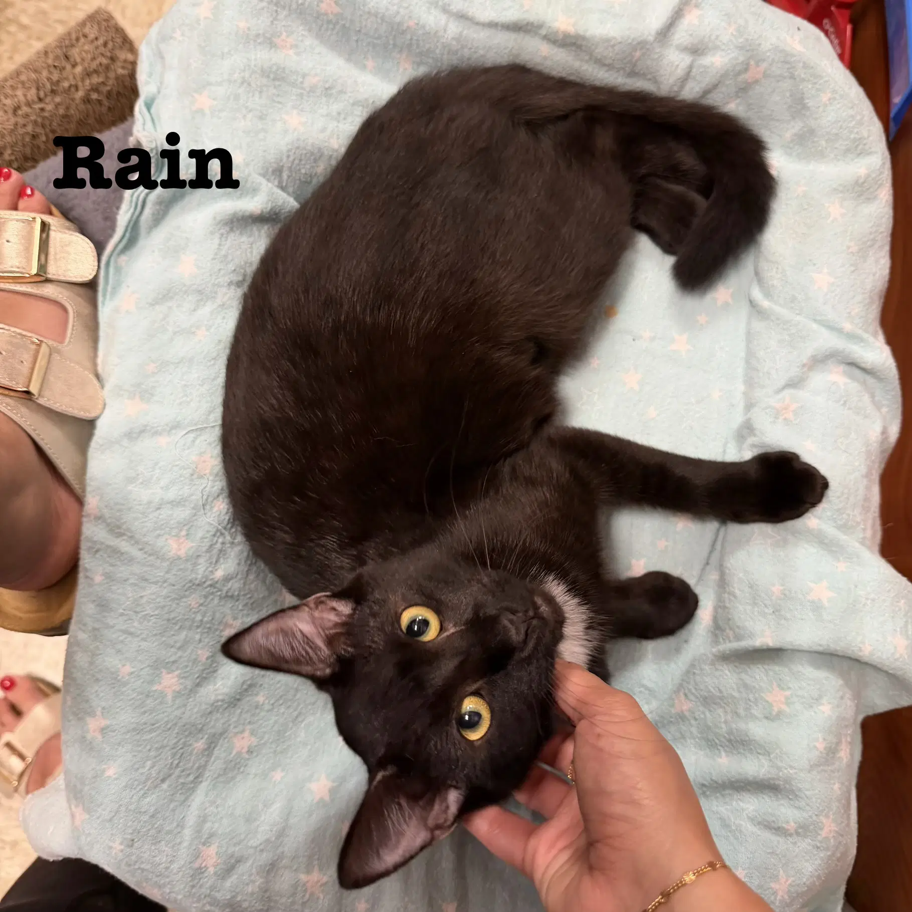 Rain image 2