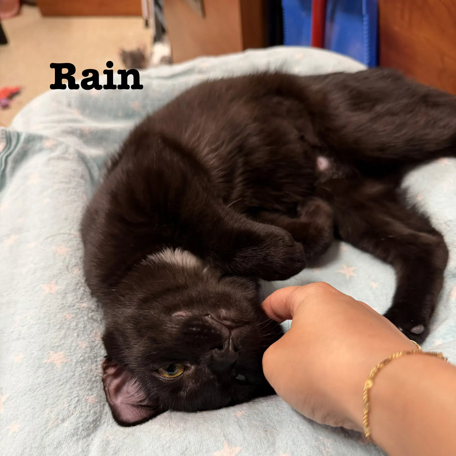 Rain image 3