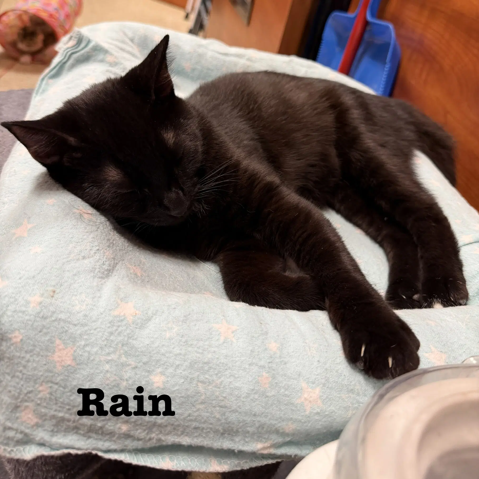 Rain image 4