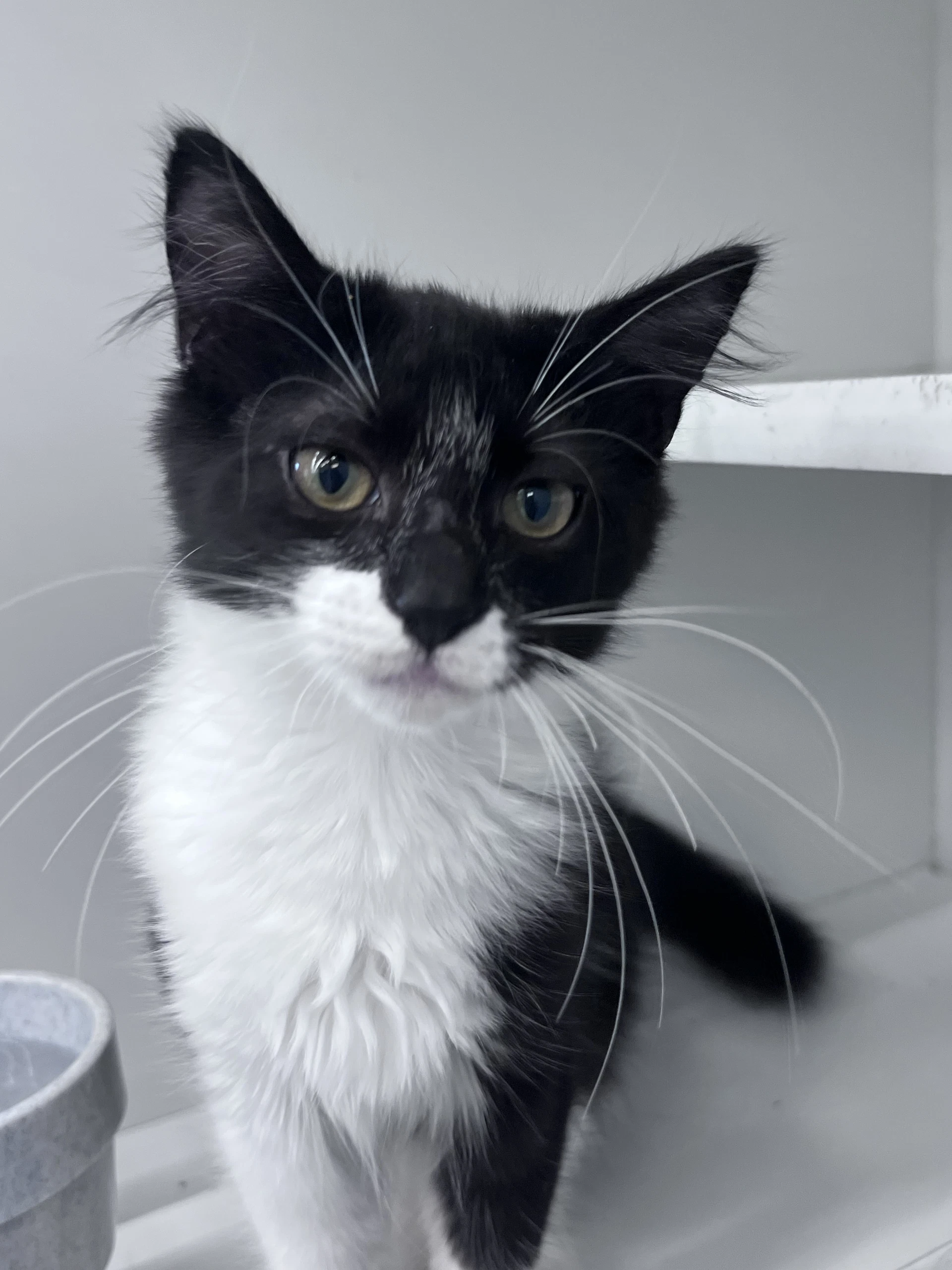 Sylvester