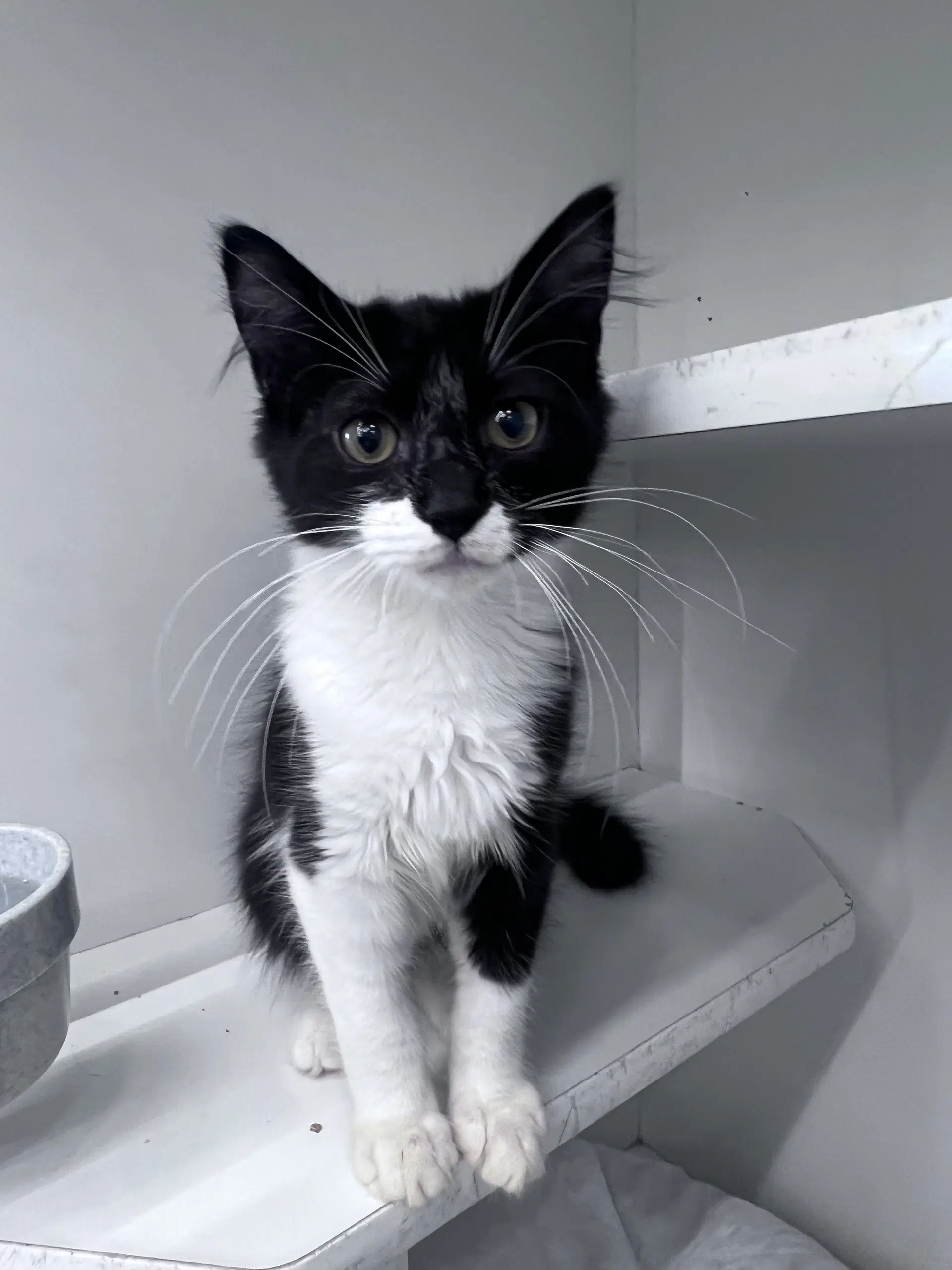 Sylvester image 3