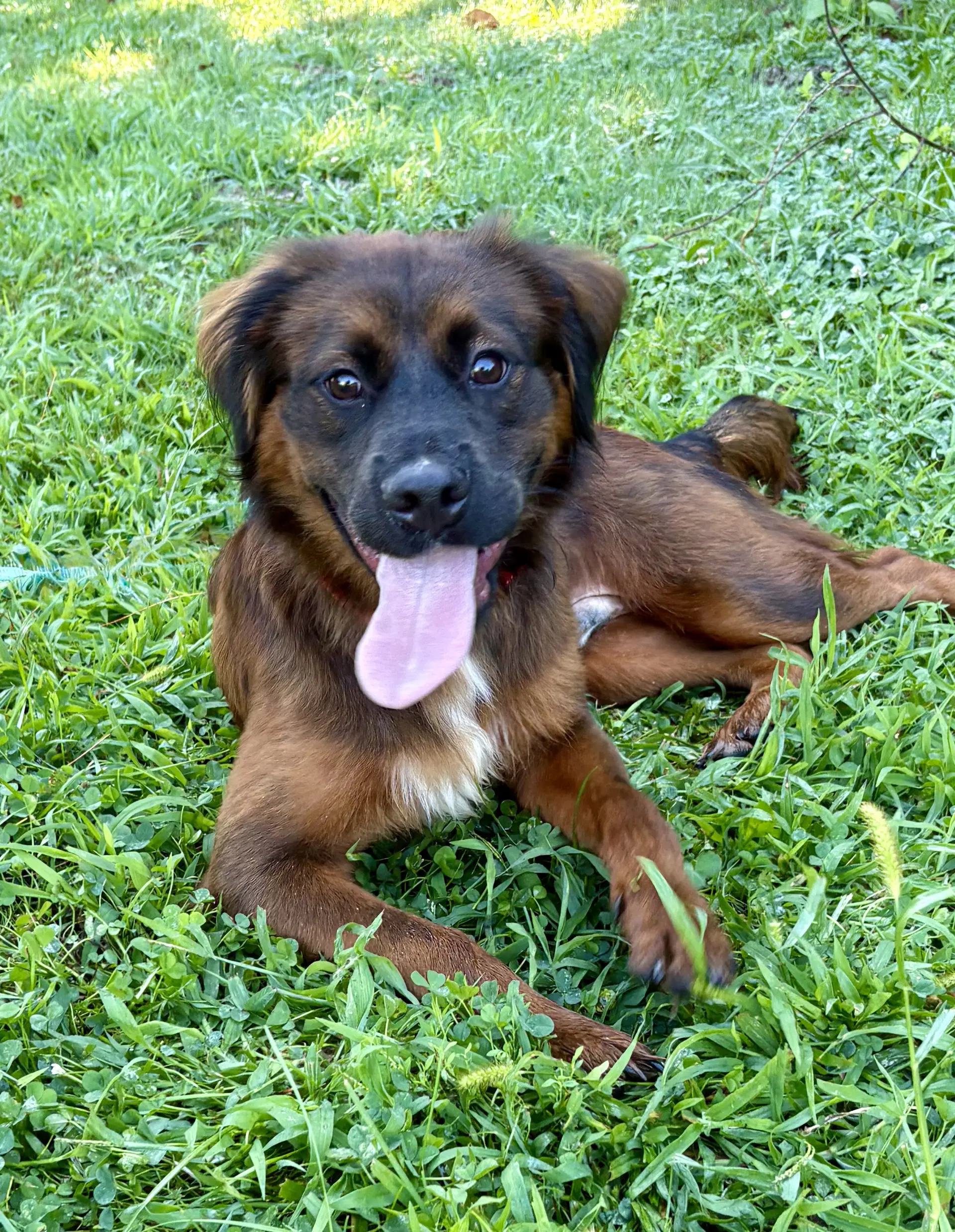 Barney - Retriever