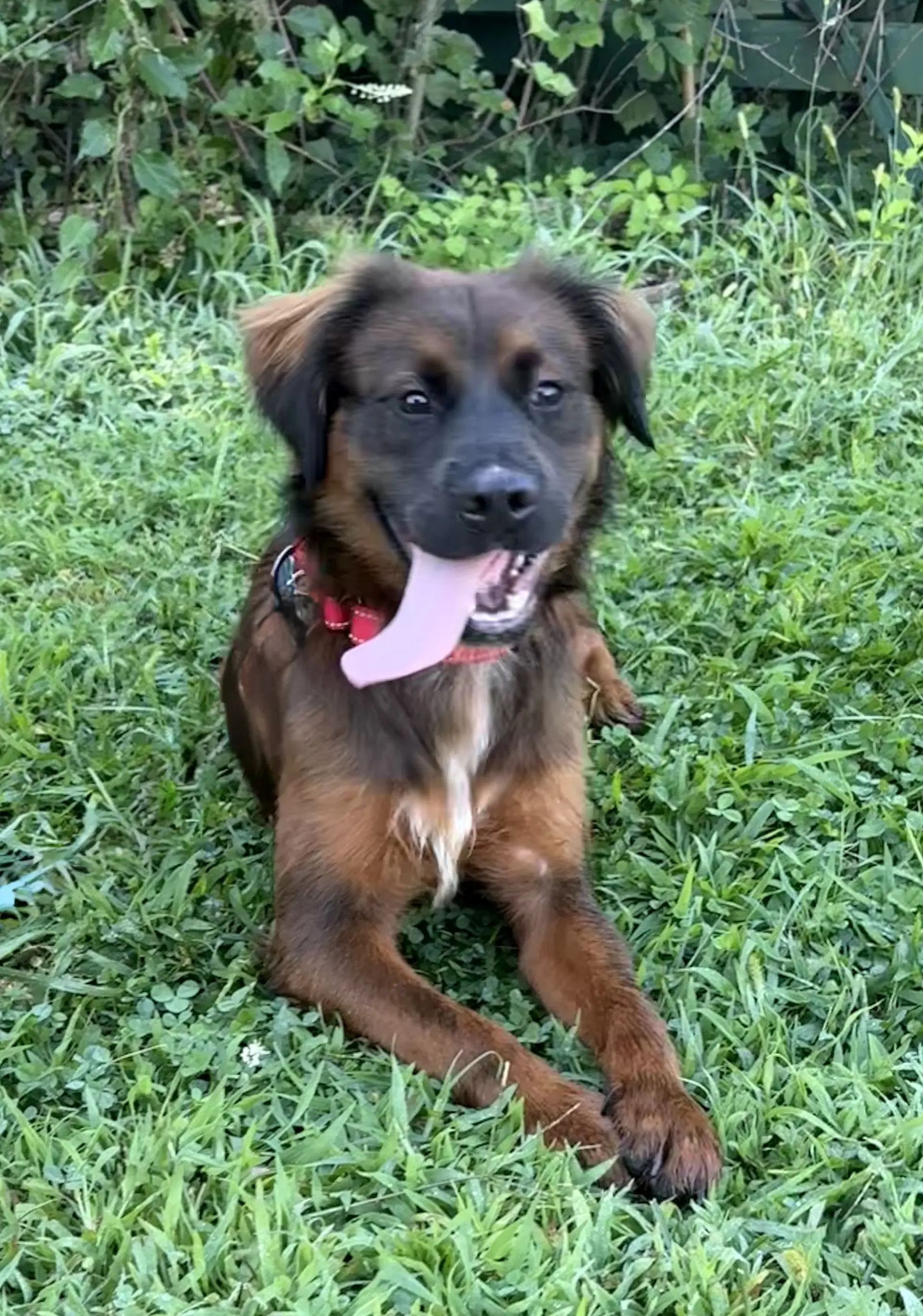 Barney image 4