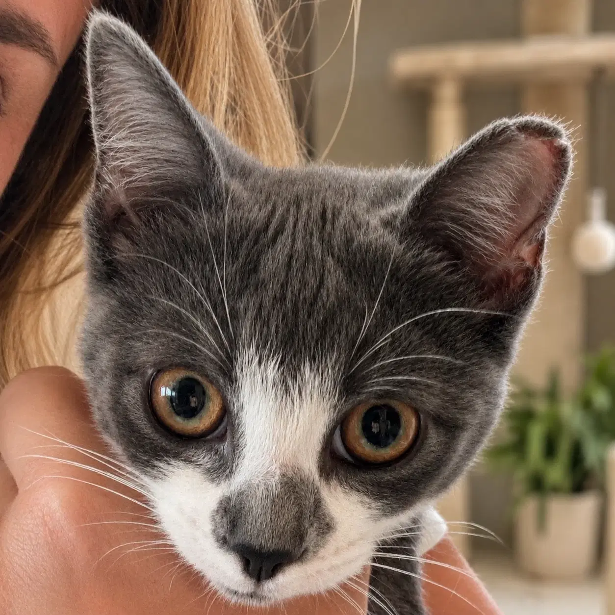 Raya - Domestic Short Hair