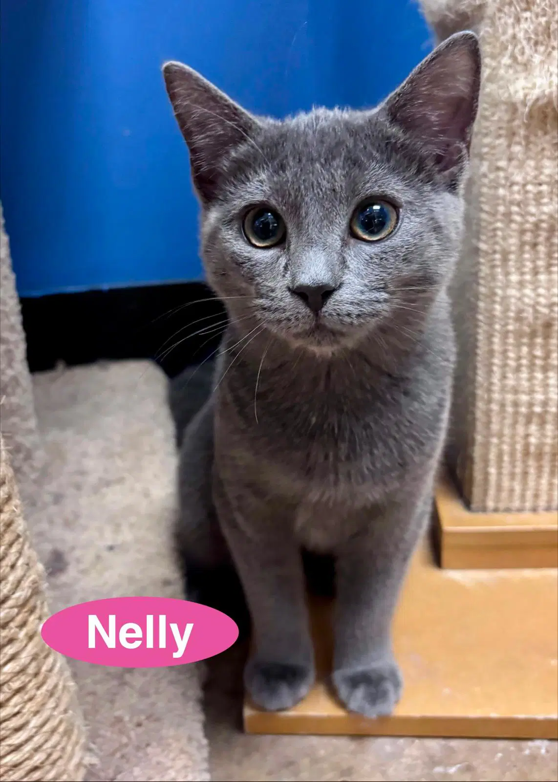 Nelly - Domestic Short Hair