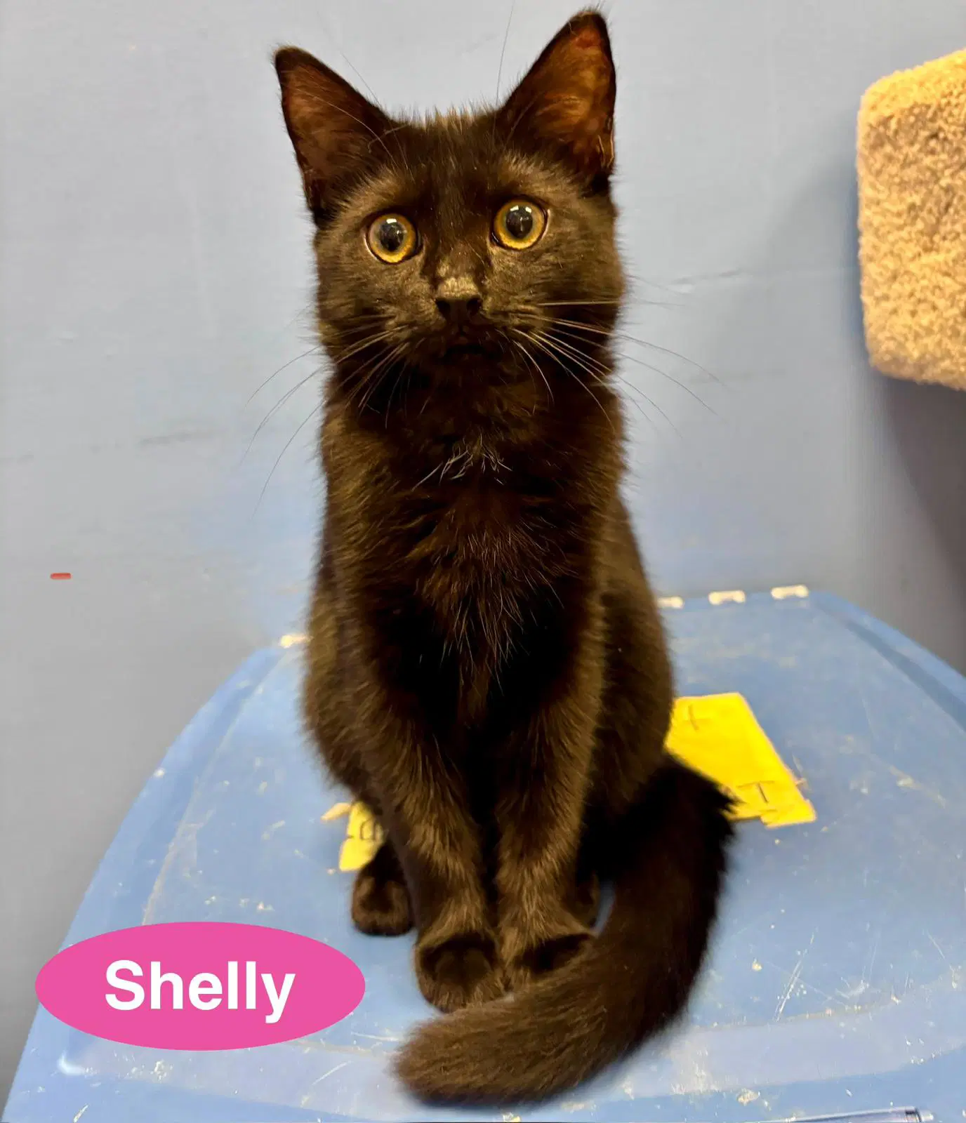 Shelly image 2