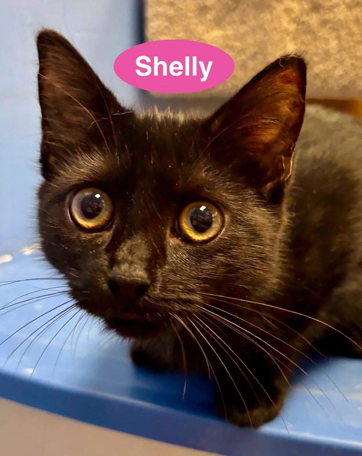 Shelly image 3