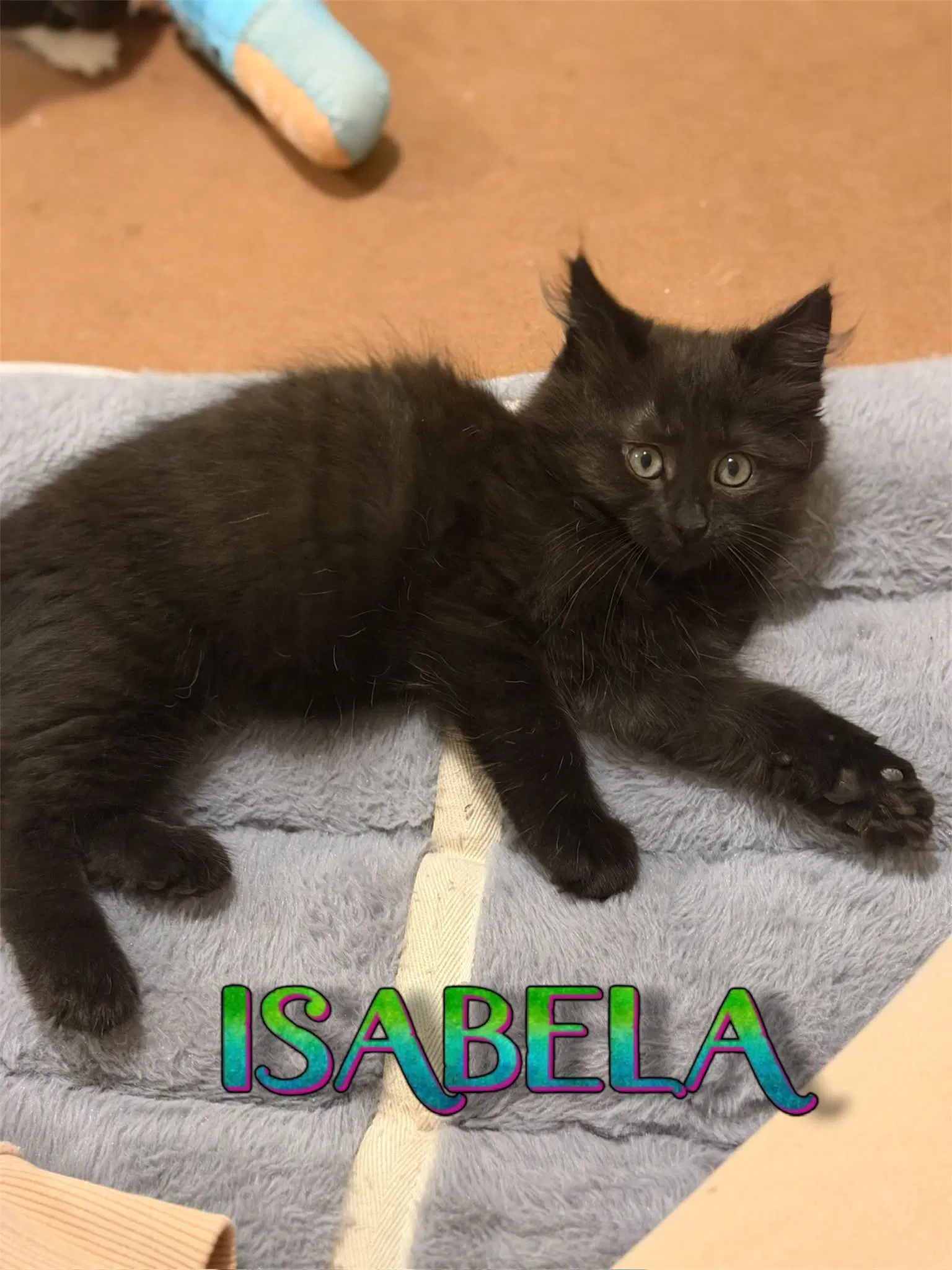 Isabela image 1