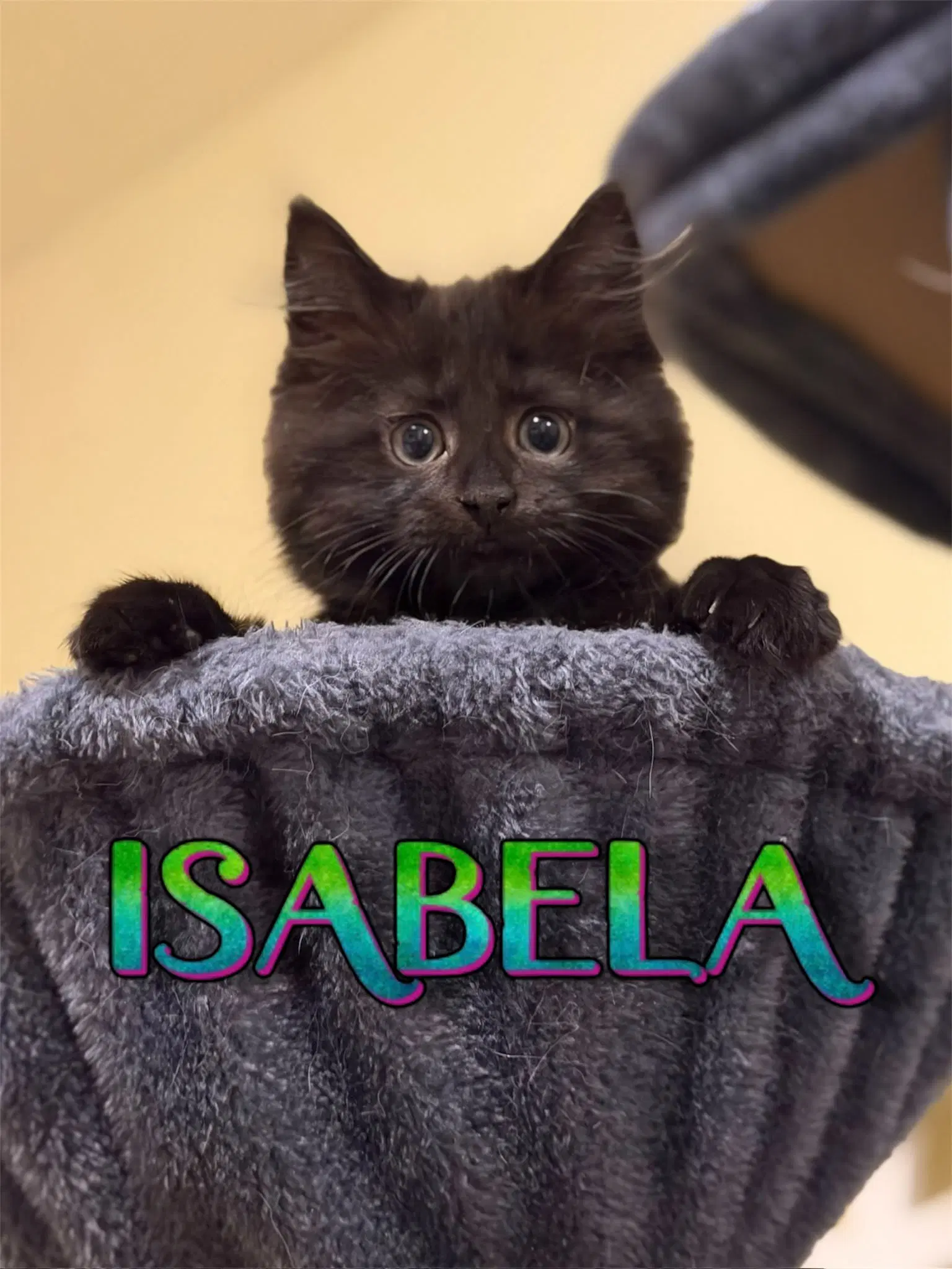 Isabela image 2