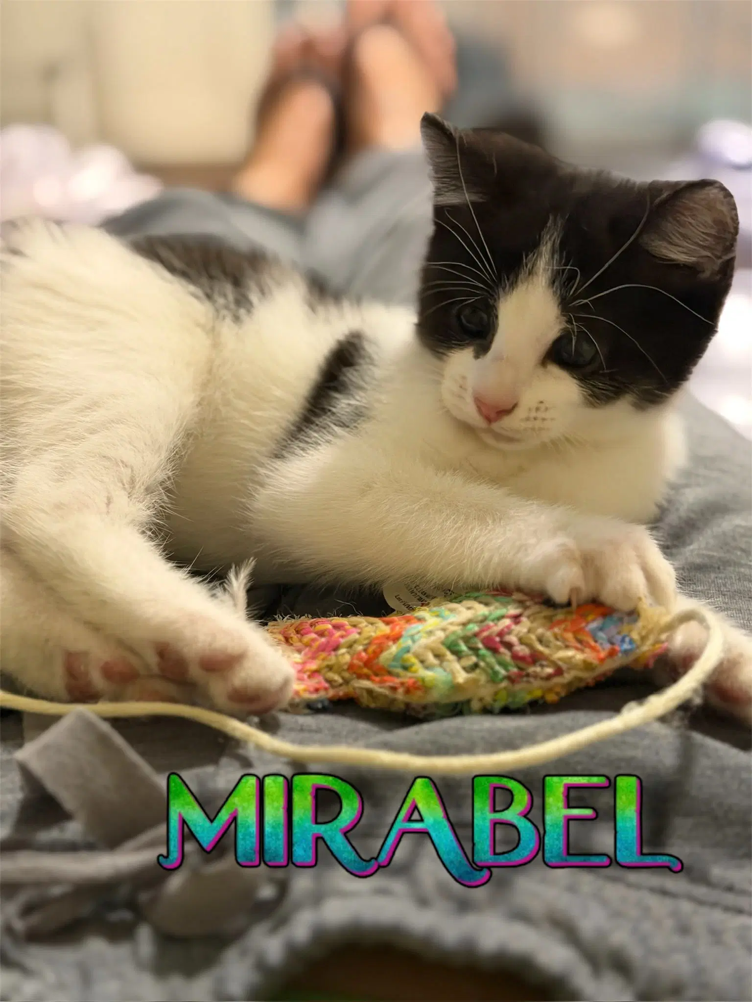 Mirabel - Domestic Short Hair