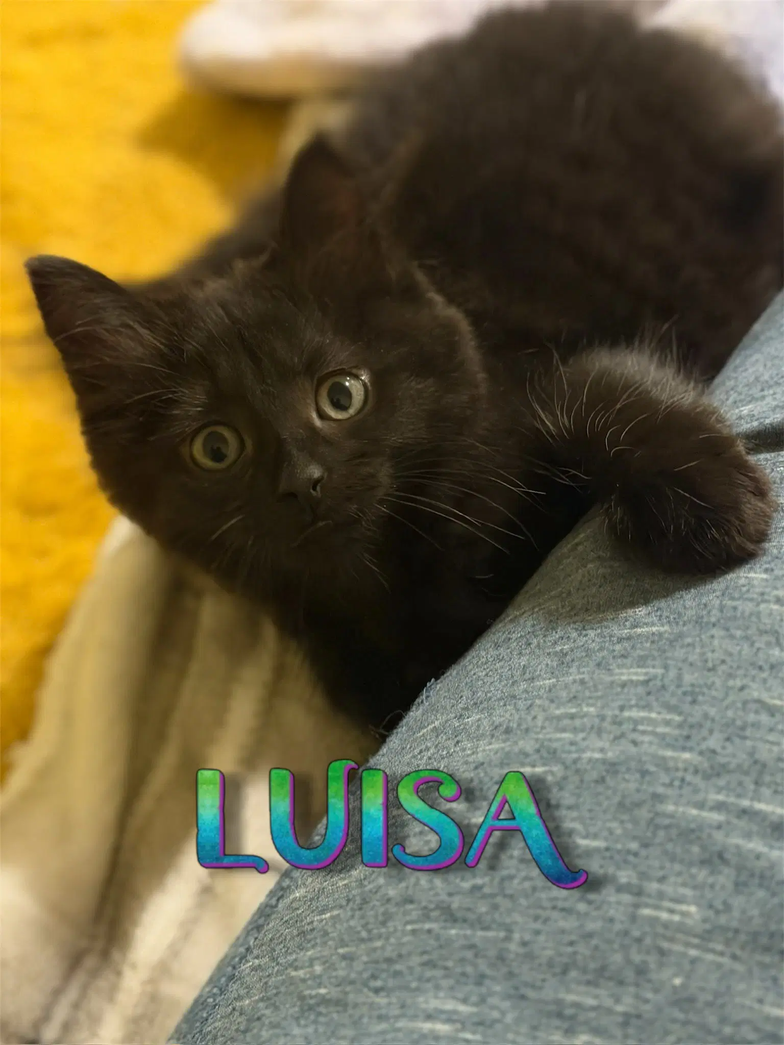 Luisa image 3