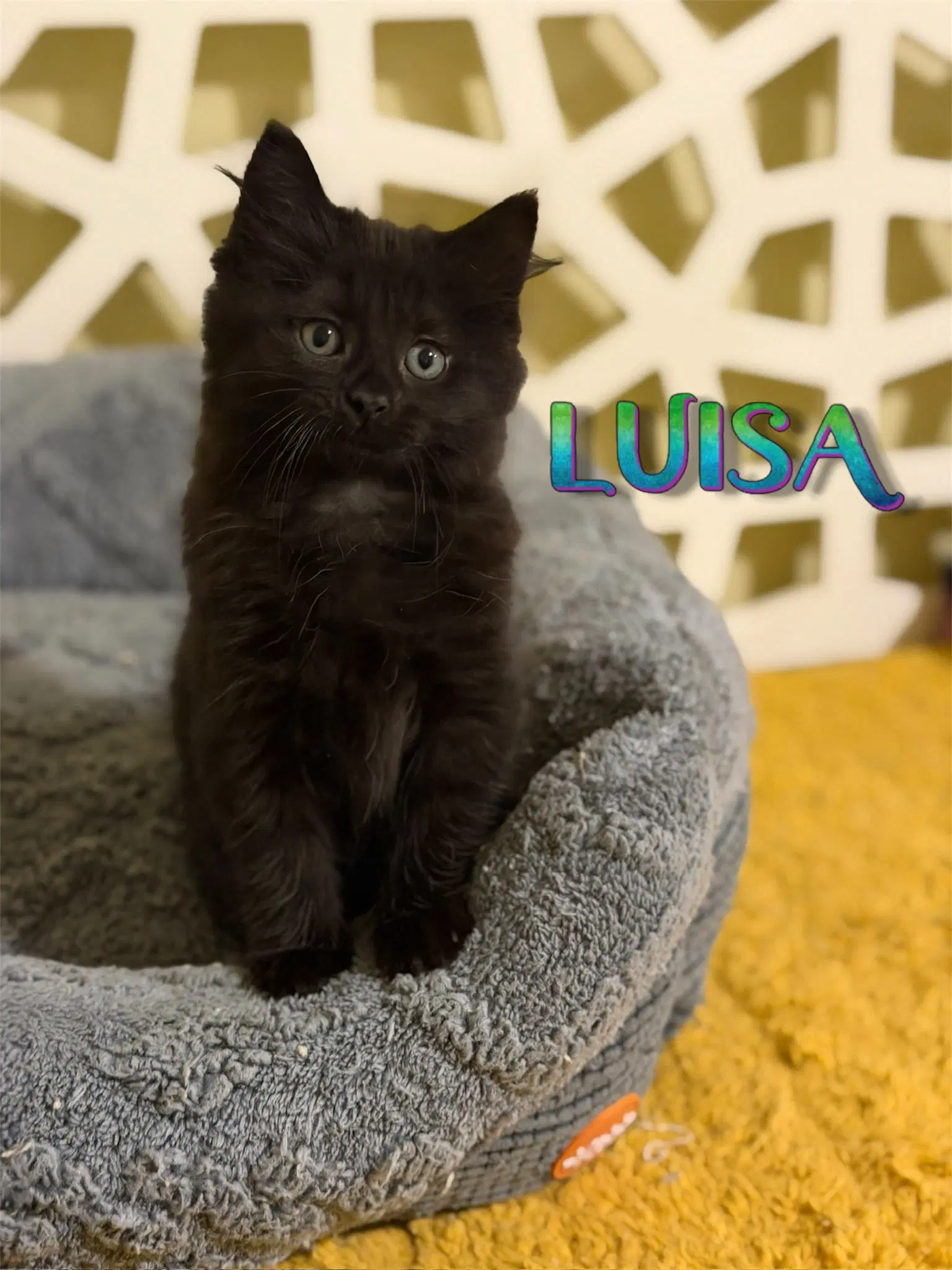 Luisa - Domestic Medium Hair