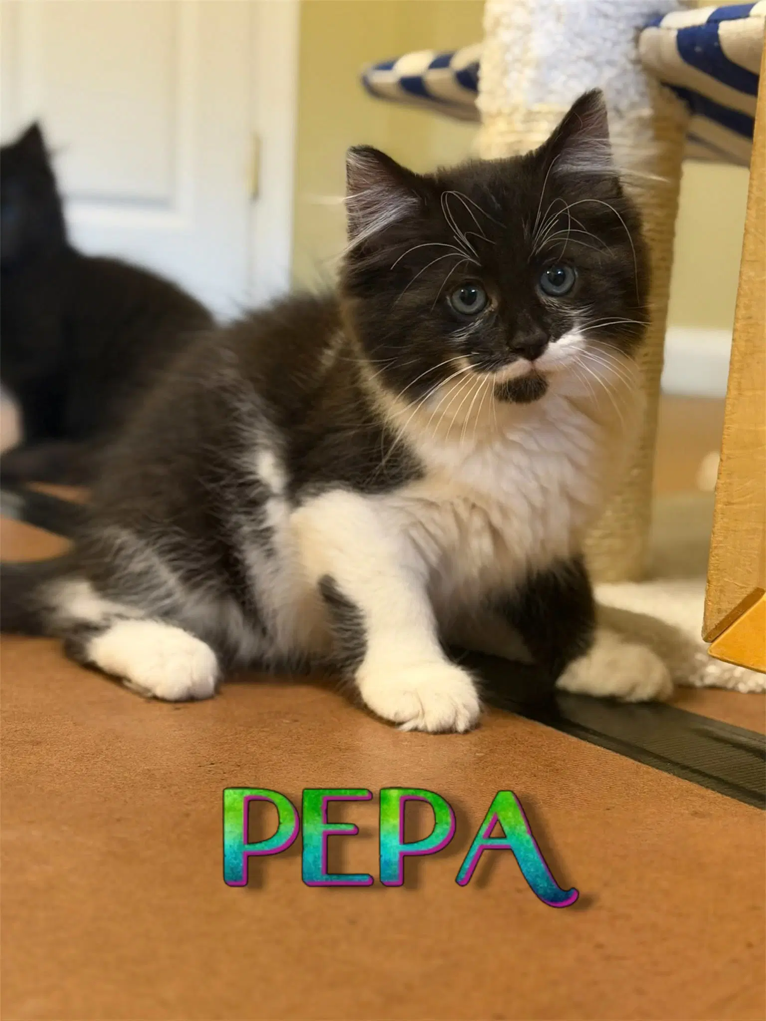 Pepa image 3