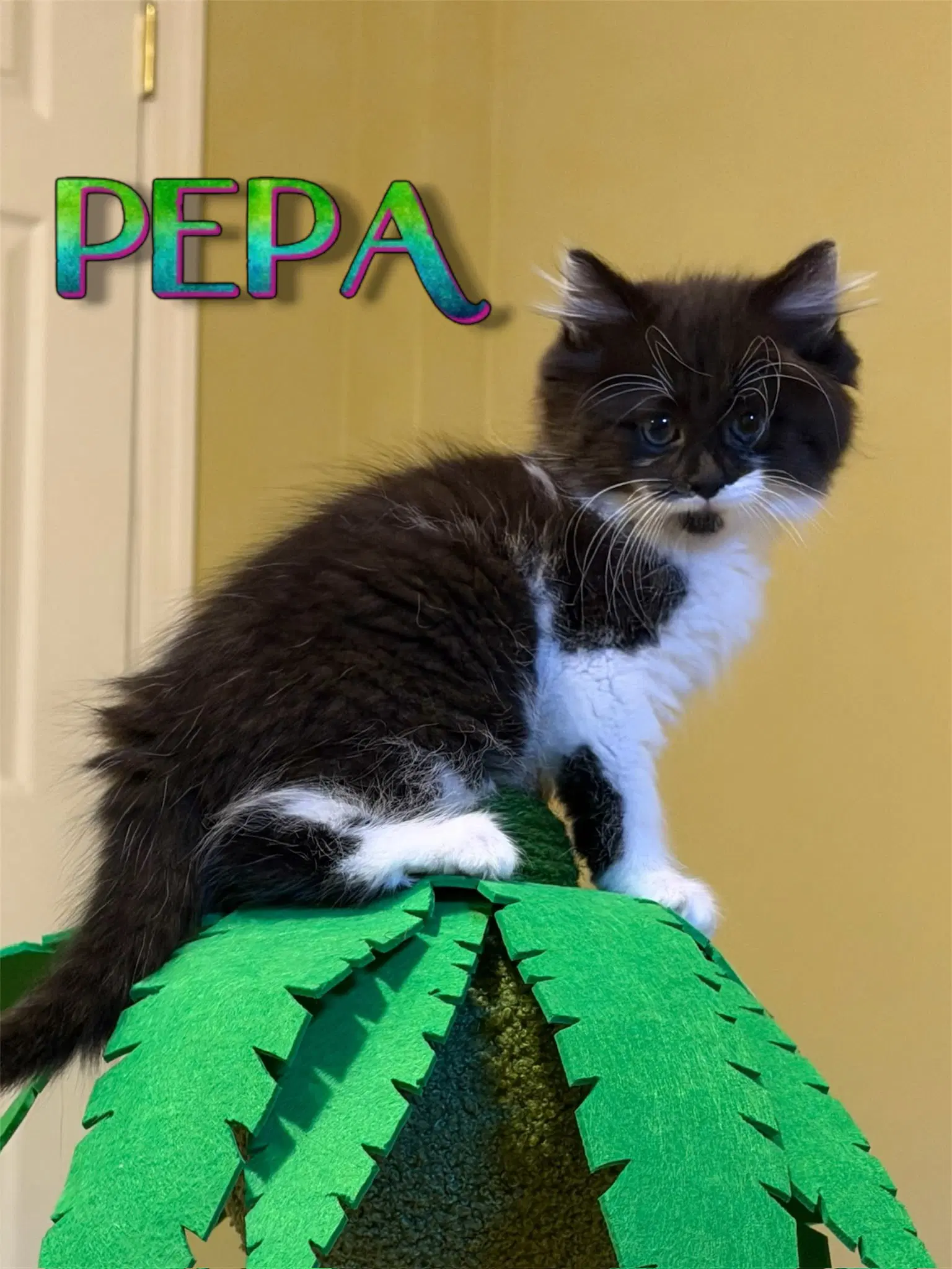 Pepa image 4