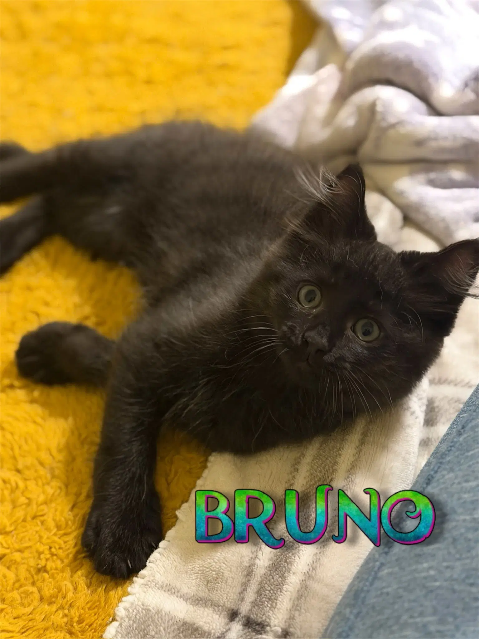 Bruno image 2