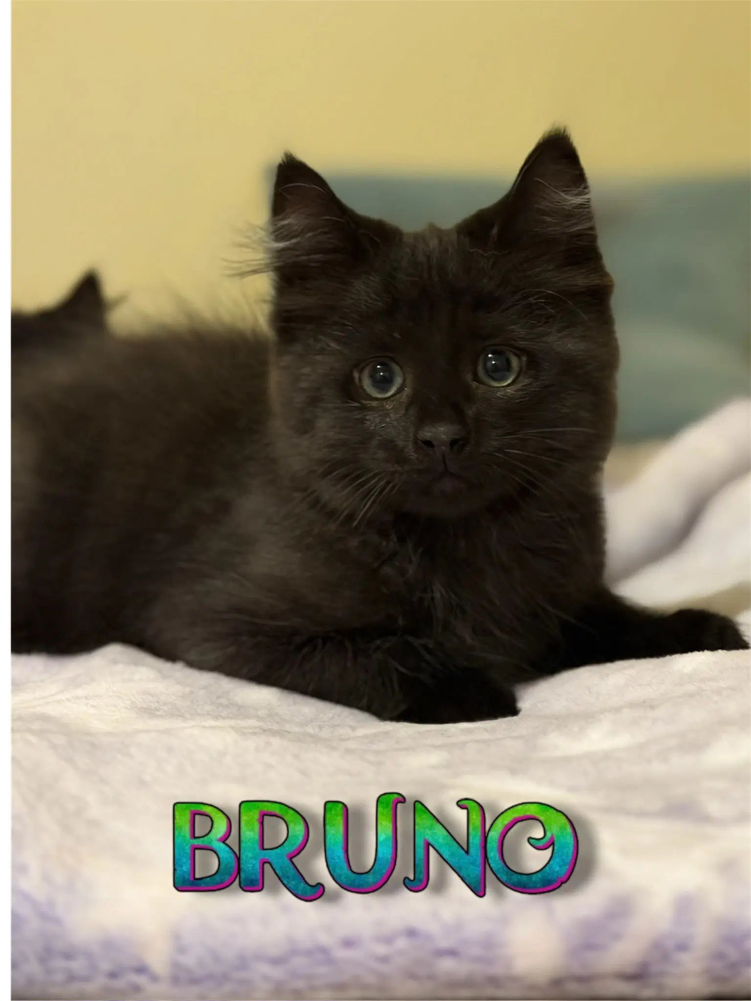 Bruno image 4