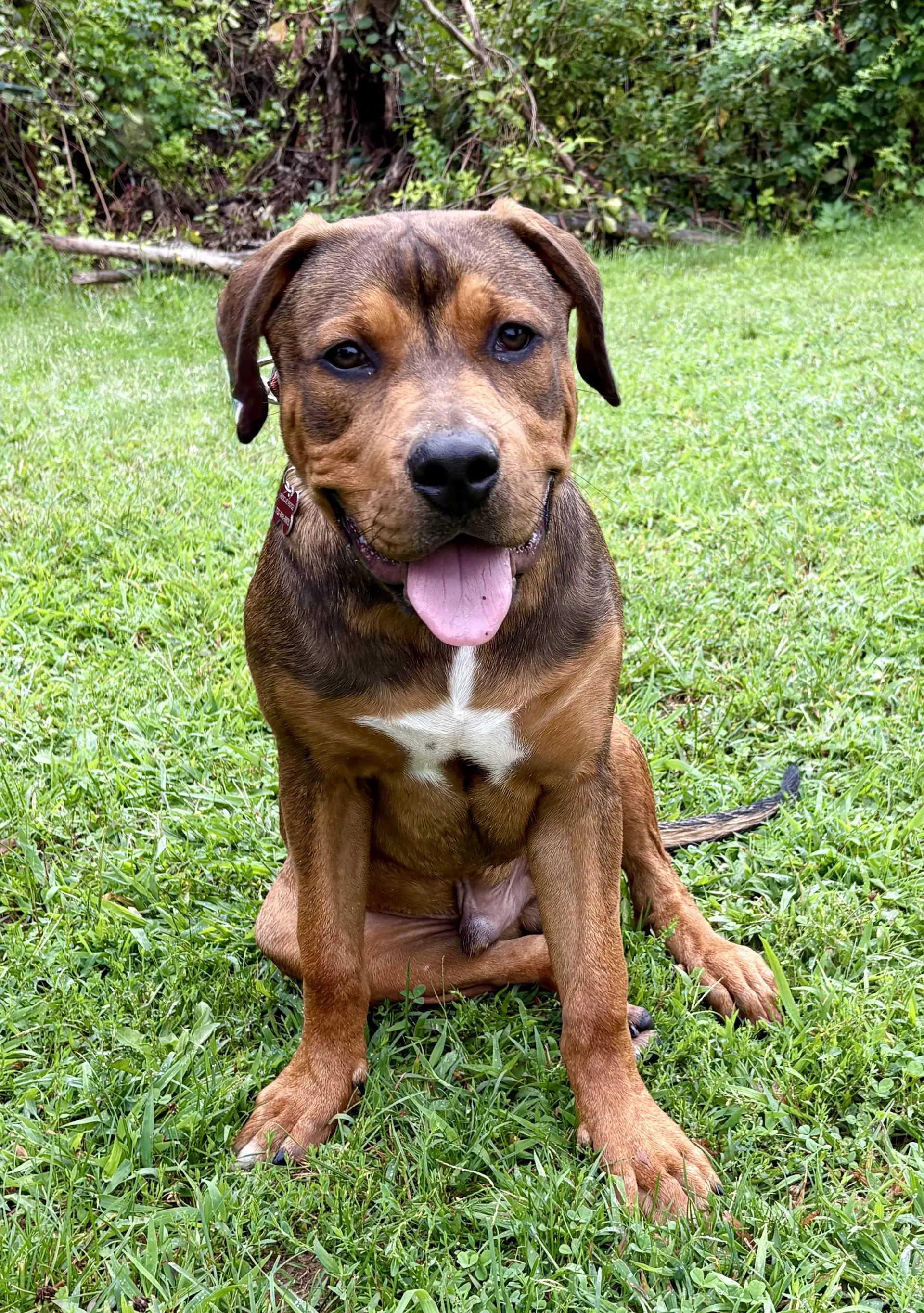 Sammy image 1