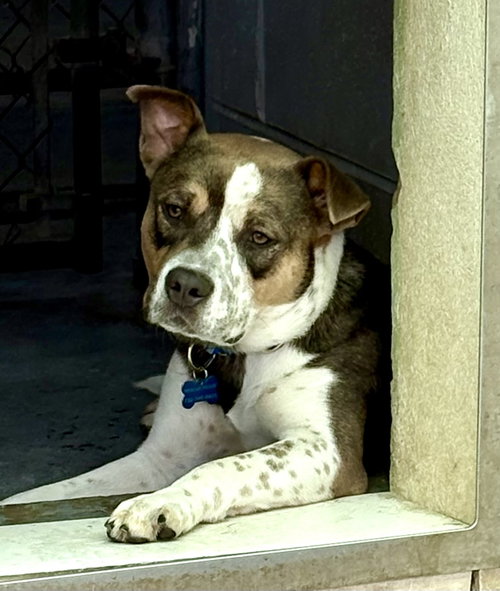 picture of the dog needing adoption