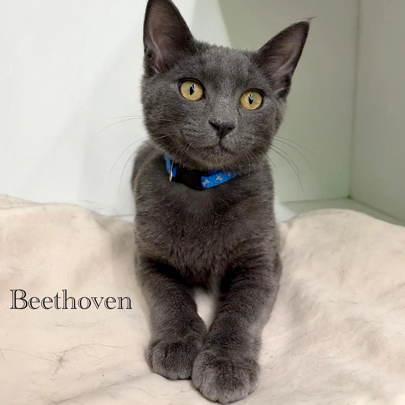 Beethoven - Domestic Short Hair