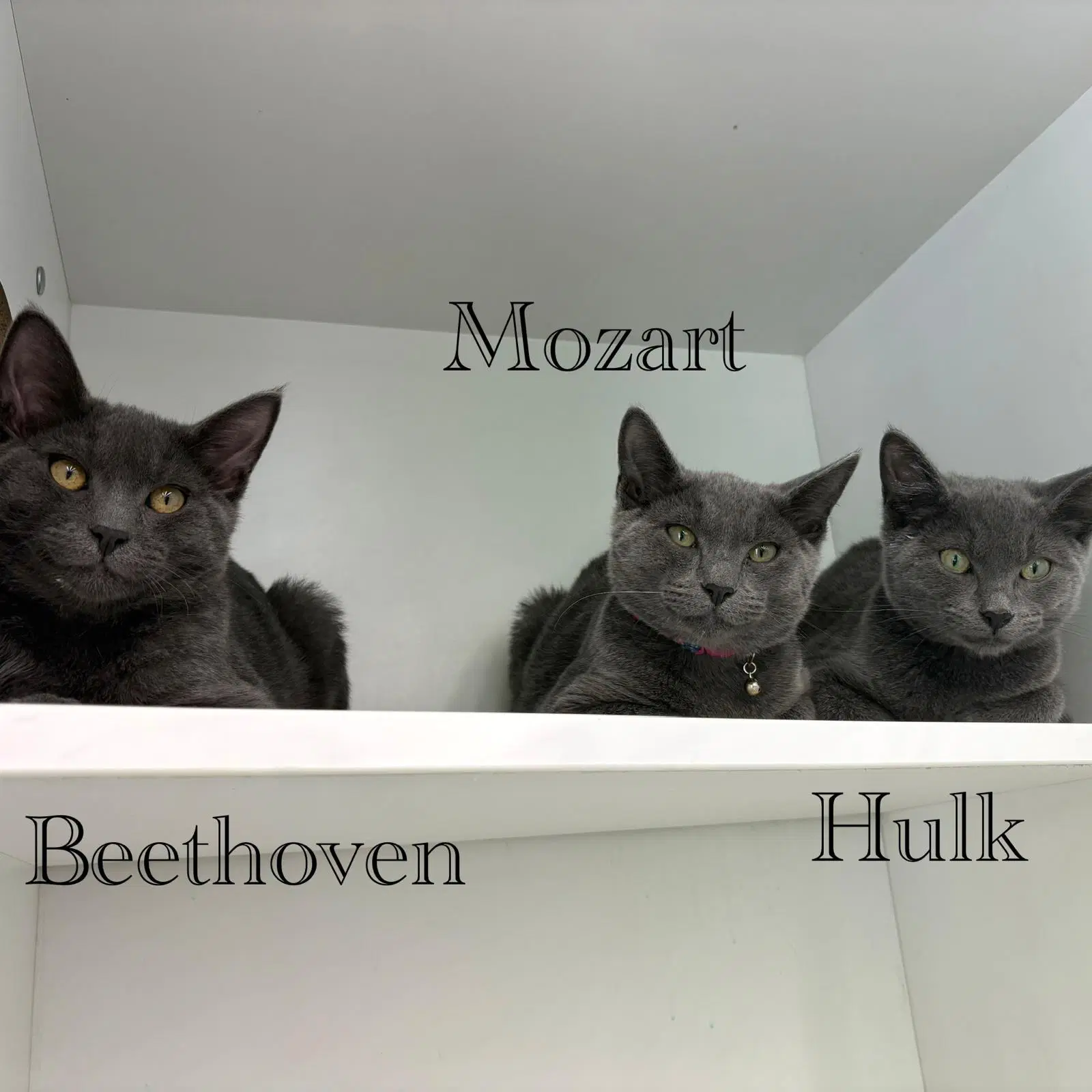 Beethoven image 2